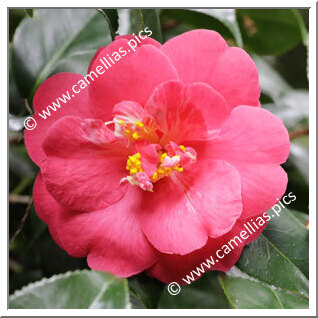 Camellia Hybride 'Harriet Durrant'