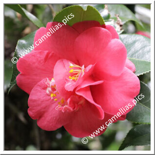Camellia Hybride 'Harriet Durrant'
