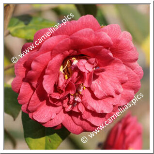 Camellia Species Heimudan