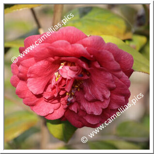 Camellia Botanique Heimudan