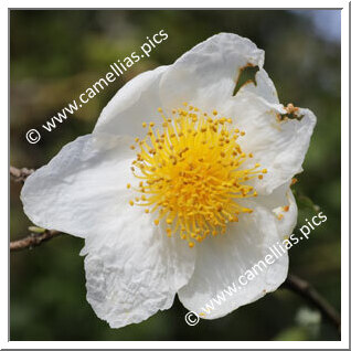 Camellia Botanique C. henryana