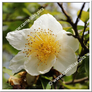 Camellia Botanique C. henryana