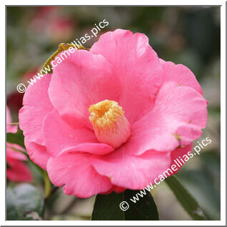 Camellia Japonica 'Hi-no-renge'