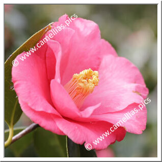 Camellia Japonica 'Hi-no-renge'