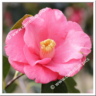 Camellia Japonica 'Hi-no-renge'