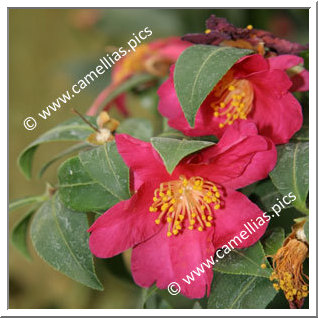 Camellia Botanique C. hiemalis
