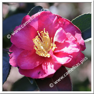 Camellia Botanique C. hiemalis