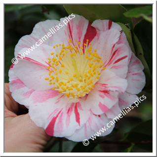 Camellia Japonica 'Higurashi (Kantô)'