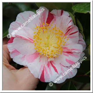 Camellia Japonica 'Higurashi (Kantô)'