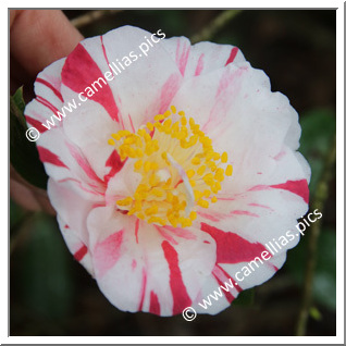 Camellia Japonica 'Higurashi (Kantô)'