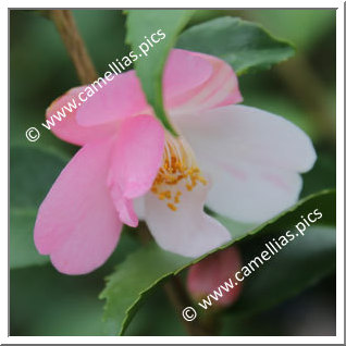 Camellia Hybride 'Himenoka'