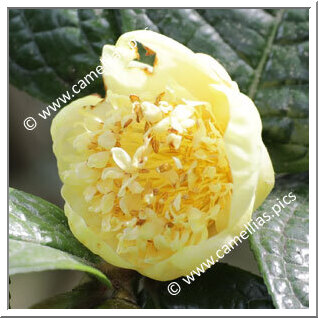 Camellia Botanique C. hirsuta