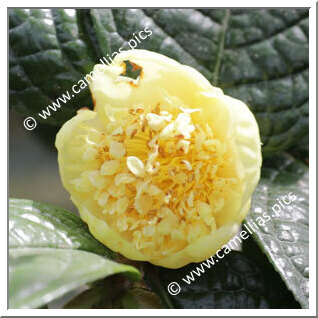 Camellia Botanique C. hirsuta