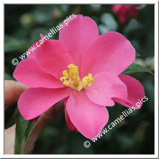 Camellia Hybride 'Hô'ô'
