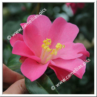 Camellia Hybride 'Hô'ô'