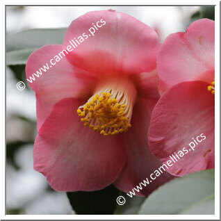 Camellia Japonica 'Hohobeni'