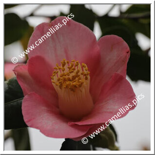 Camellia Japonica 'Hohobeni'