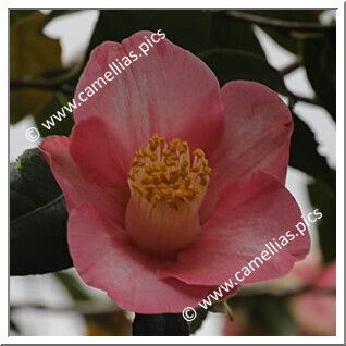Camellia Japonica 'Hohobeni'