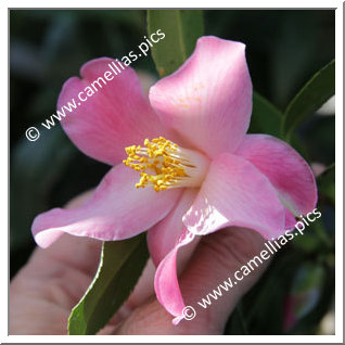 Camellia Hybride C.x williamsii 'Holland Orchid '