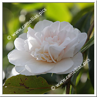 Camellia Hybride C.x williamsii 'Hope'