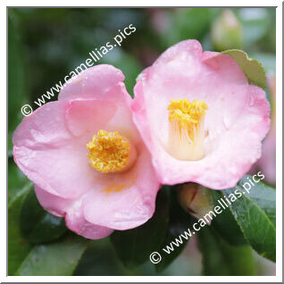 Camellia Japonica 'Hôsen'