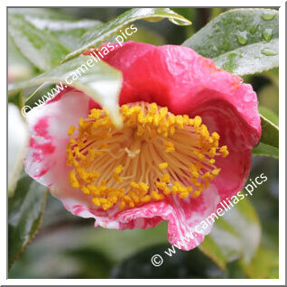 Camellia Japonica 'Hosshin-shibori'