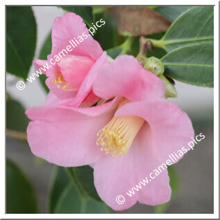 Camellia Wabisuke 'Hosshin-wabisuke'