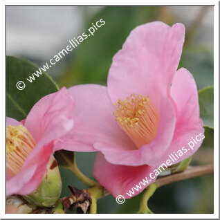 Camellia Wabisuke 'Hosshin-wabisuke'
