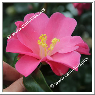 Camellia Japonica 'Hôu ôu'