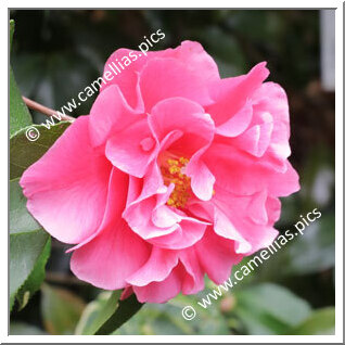 Camellia Reticulata 'Huia'