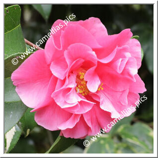 Camellia Reticulata 'Huia'