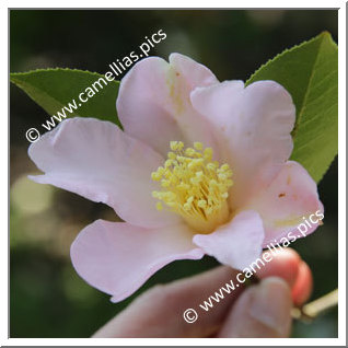 Camellia Botanique C. huillensis