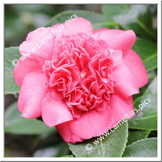 Camellia Japonica 'Ilam Satin'