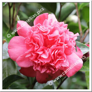 Camellia Japonica 'Ilam Satin'