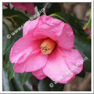 Camellia Wabisuke 'Inokuchi-no-kaori'
