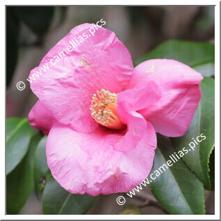 Camellia Wabisuke 'Inokuchi-no-kaori'