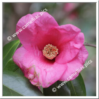 Camellia Wabisuke 'Inokuchi-no-kaori'