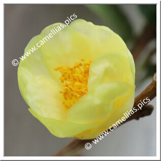 Camellia Botanique C. insularis