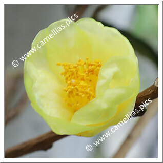 Camellia Botanique C. insularis