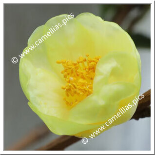 Camellia Botanique C. insularis