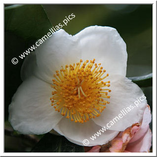Camellia Botanique C. irrawadiensis