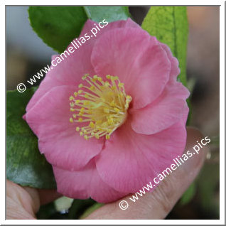 Camellia Hybride 'Isaribi'