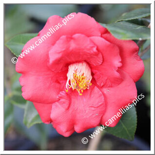 Camellia Japonica 'Island of Fire'