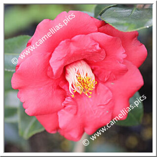 Camellia Japonica 'Island of Fire'