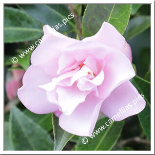 Camellia Hybride 'Itty Bit'