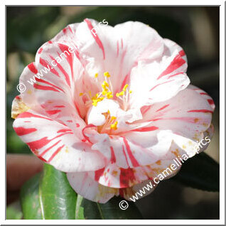 Camellia Japonica 'Izu-no-higurashi'
