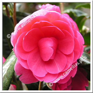 Camellia Hybride C.x williamsii 'Jean Claris'