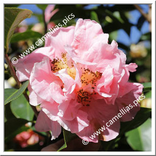 Camellia Hybride 'Jean Pursel'