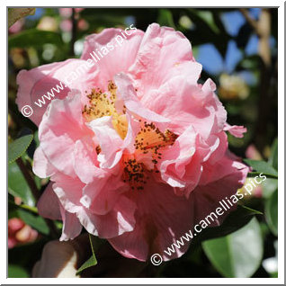 Camellia Hybride 'Jean Pursel'