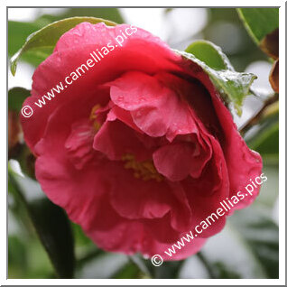 Camellia Japonica 'Jeffrey Hood'